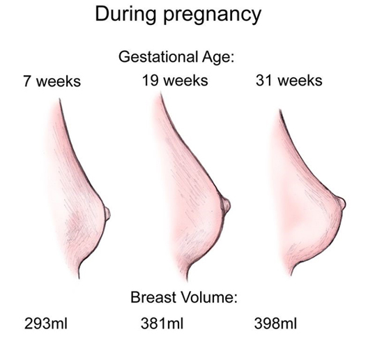 At 7 weeks pregnant, breast volume is 293 ml; At 19 weeks pregnant, breast volume is 381 ml; At 31 weeks pregnant, breast volume is 398 ml; 