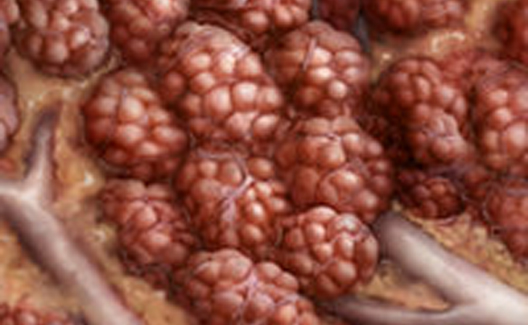 Milk-making cells called alveoli look like tiny blackberries with multiple clusters.